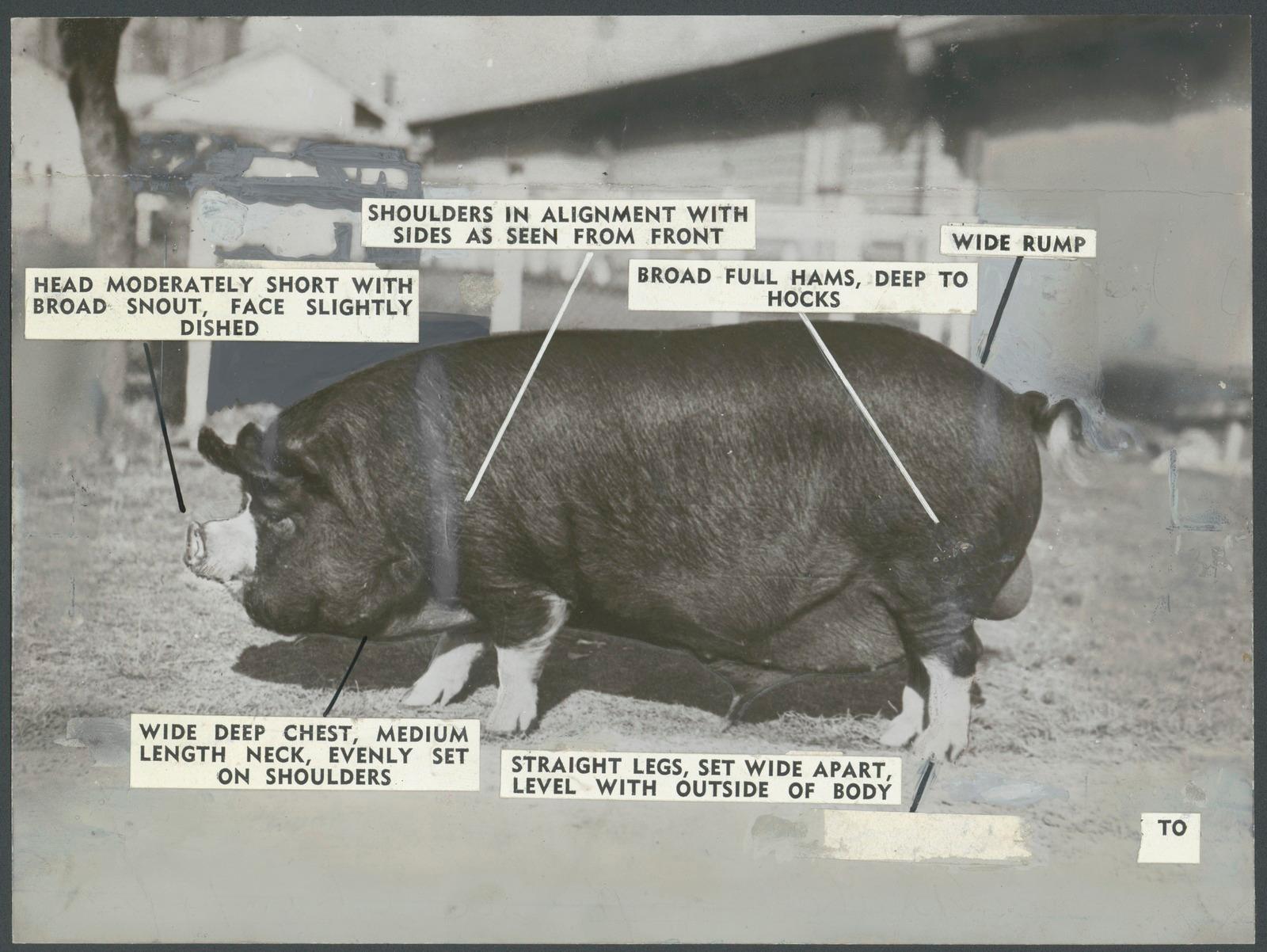 Archival image depicting a pig with key physical characteristics added as a text printed labels.