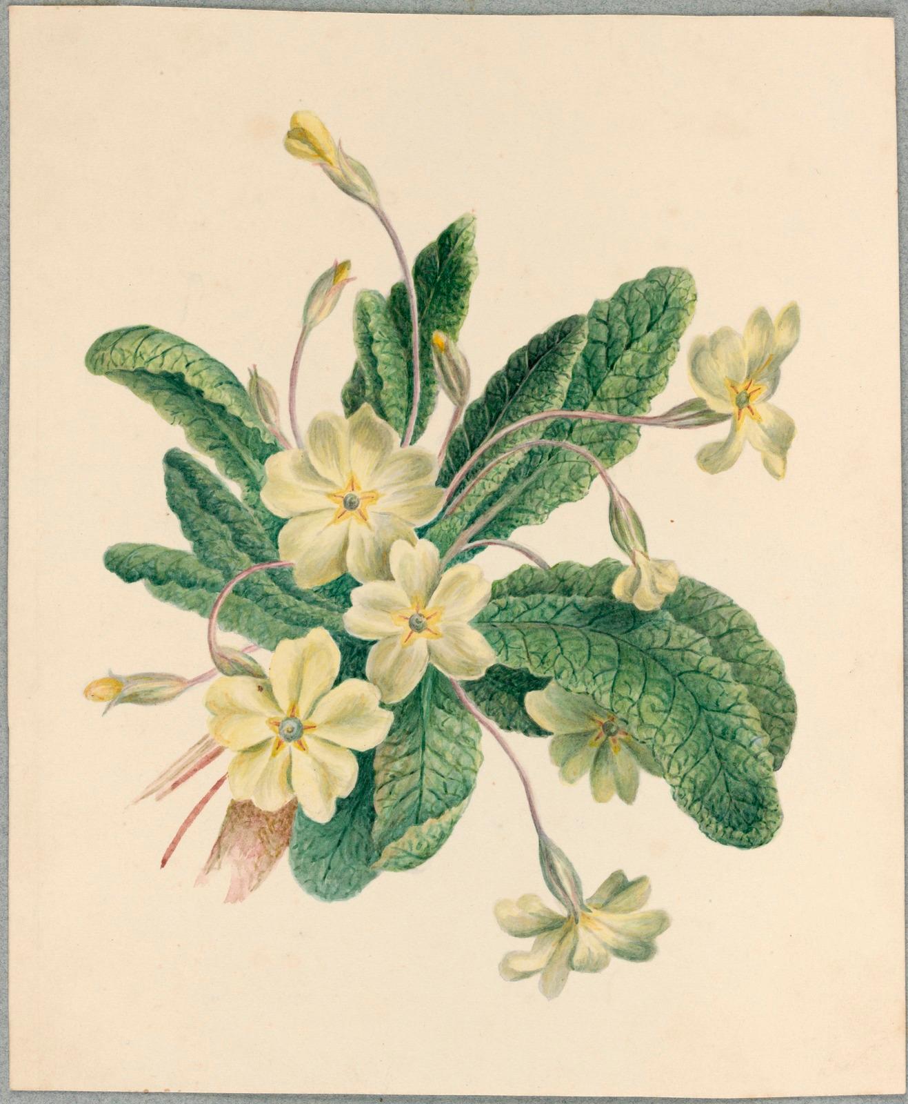 Illustration of yellow primroses and green leaves set against a cream-coloured background
