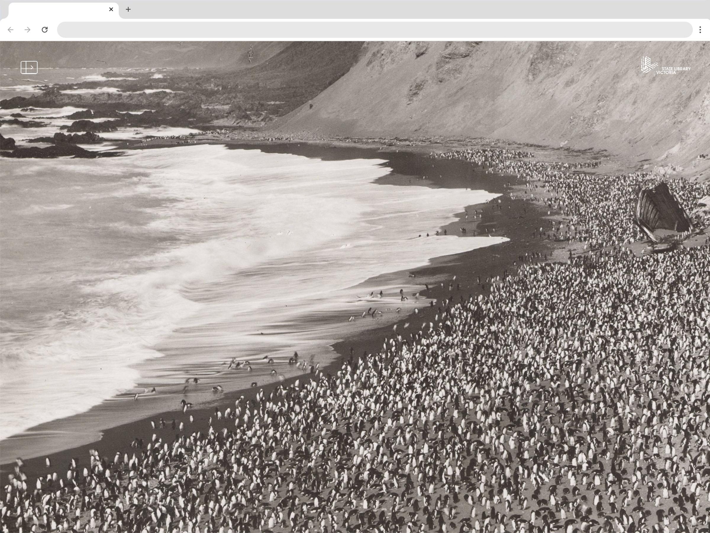 Black and white photograph of a beach with hundreds of penguins on it.