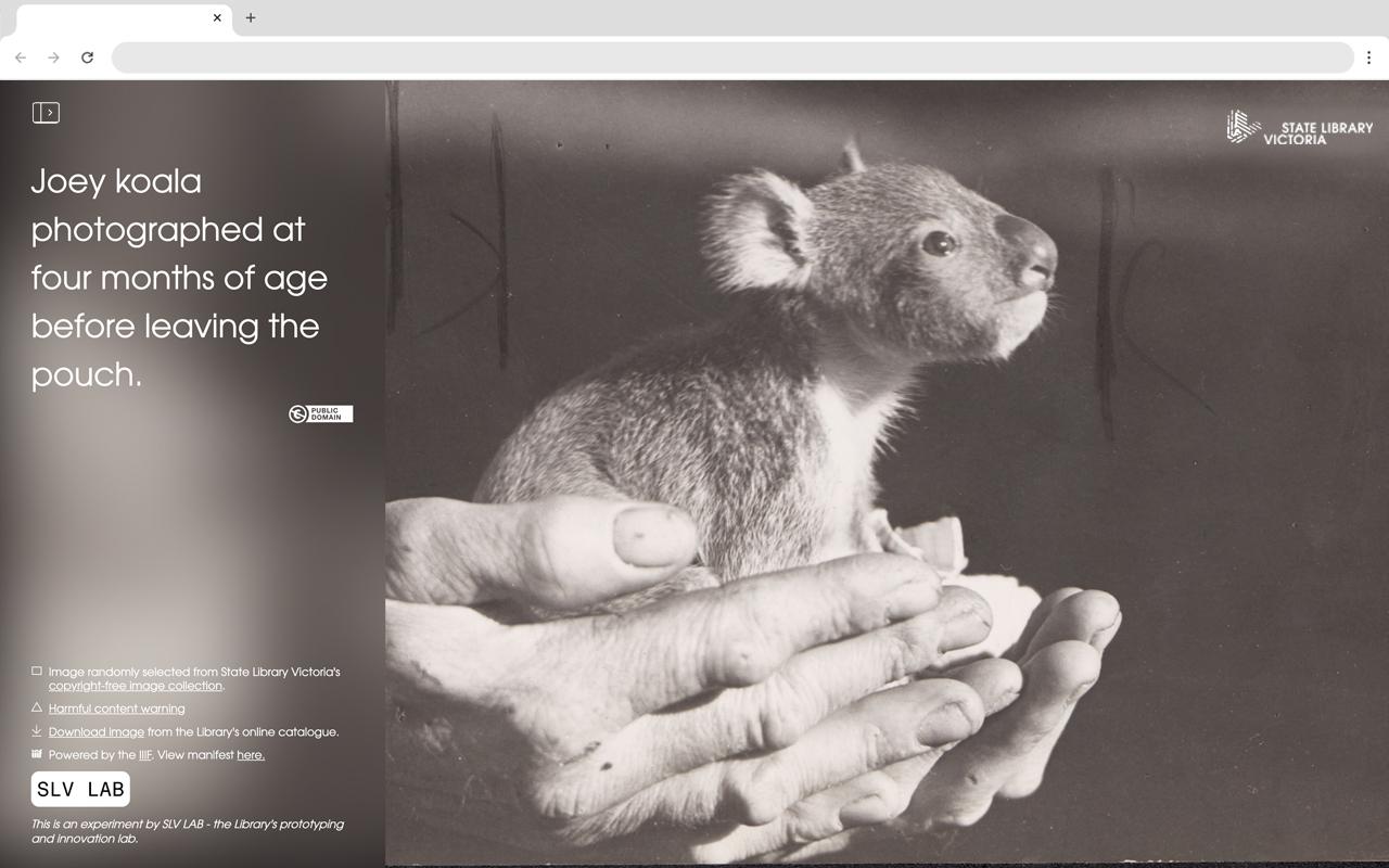 A joey koala held in cupped human hands. A box with white descriptive text overlays the black and white photograph.