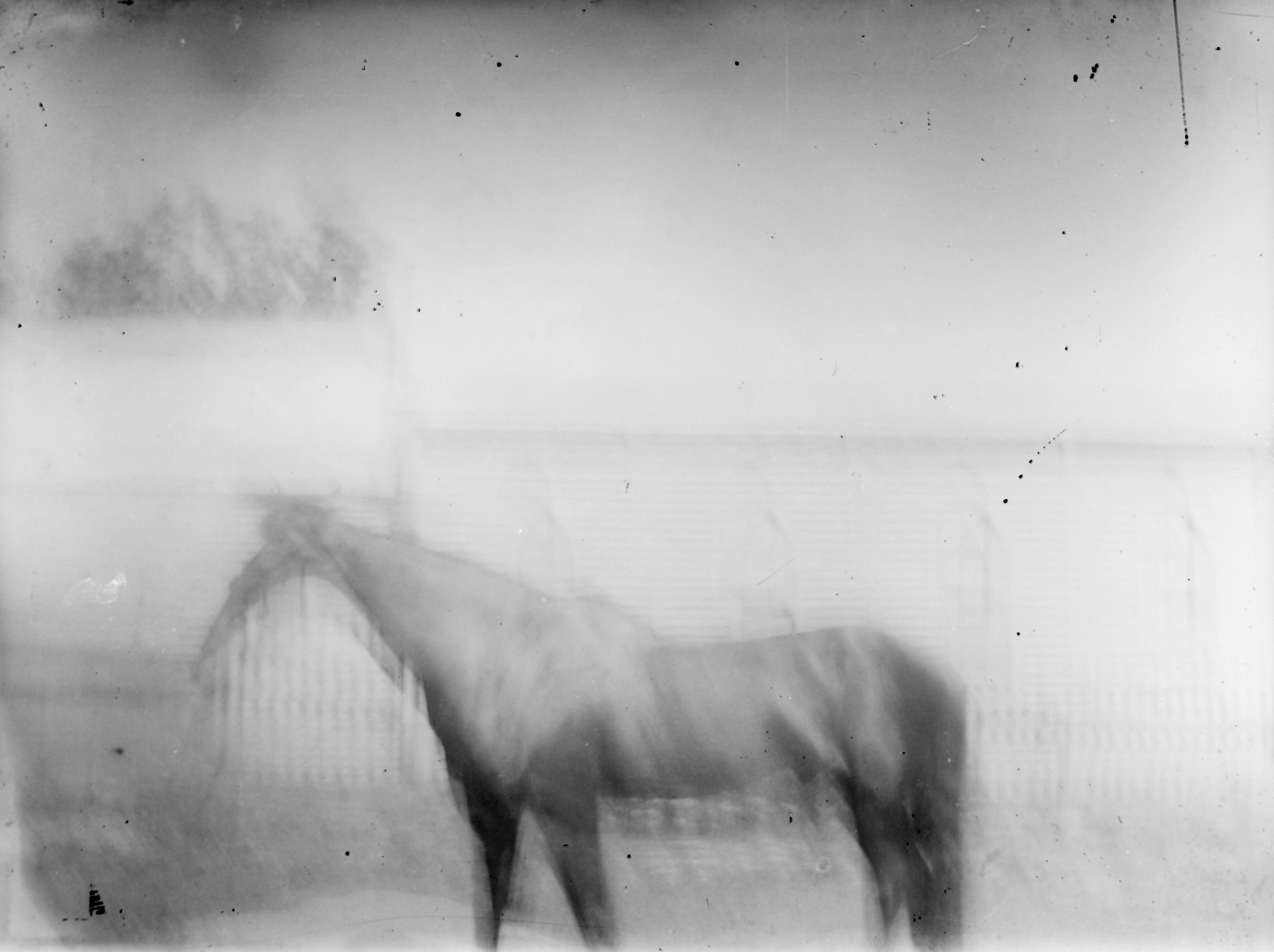 A damaged black and white photograph of a horse where the head has been misshapen by photographic decay