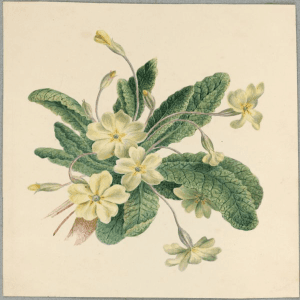 Illustration of blooming primroses and leaves on a creamy background.