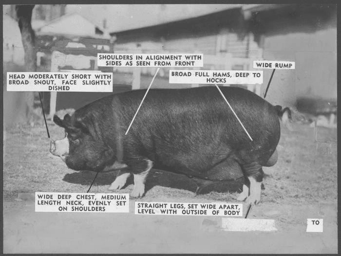 Grayscale archival image depicting a pig with key physical characteristics added as a text printed labels.
