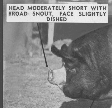 Grayscale archival depiction of a pig's head with text label ''head moderately short with broad snout, face slightly dished" in all caps.