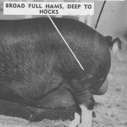 Grayscale archival image depicting a pig's backside with text label.