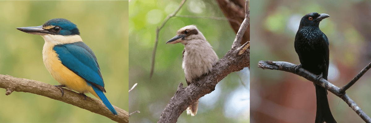 3 separate photographs of birds, side by side. On the left is an AI-generated kingfisher, the middle is a kookaburra, and the right is a satin bowerbird