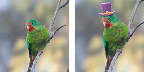  A composite image of the same green parrot side by side. The one on the right is wearing a purple top hat