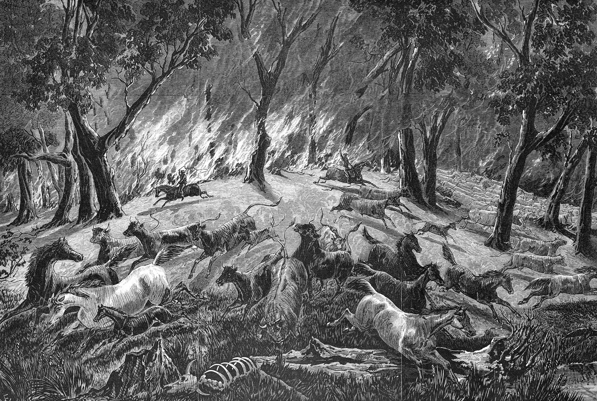 A colonial era black and white illustration depicting animals of all kinds fleeing from a bushfire alongside a man on horseback